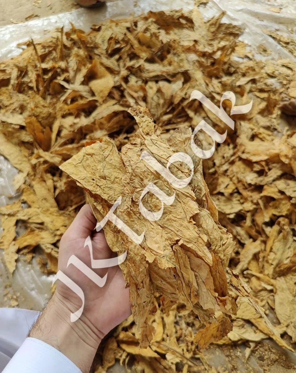 Cured tobacco leaf held in a hand above a pile of leaf