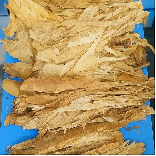 Loose cured tobacco leaf piled on a table