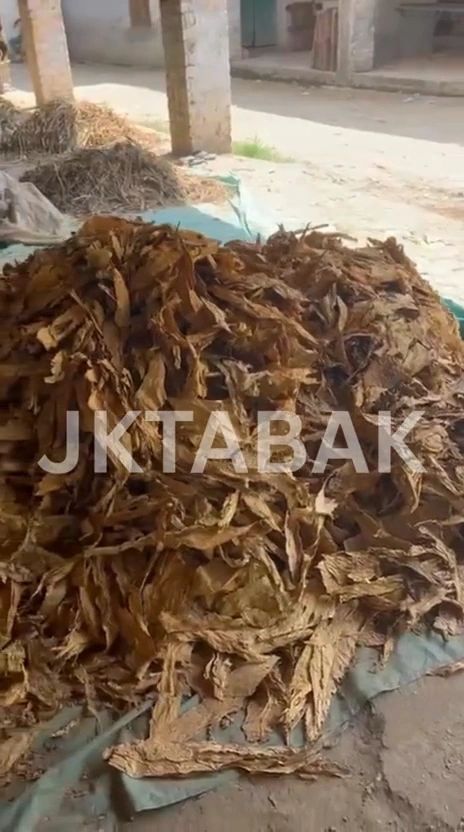 Tobacco leaf lot photograph