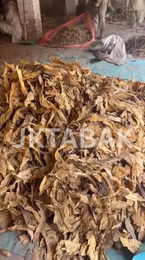Tobacco leaf lot photograph